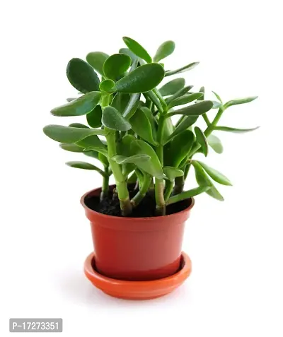 Bee Green Jade Crassula Lucky Bonsai Feng Shui Plant ( Black Plastic Pot Included)-thumb0