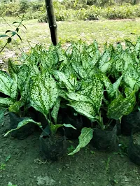 Oxygreenplant Aglaonema Plant(Hybrid, Pack of 1)-thumb2