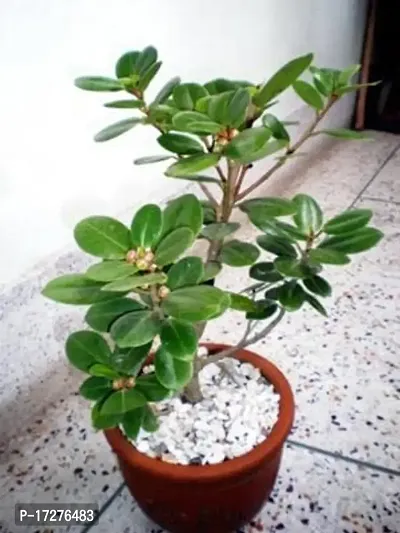 Oxygreenplant Ficus Bonsai (Hybrid, Pack of 1)