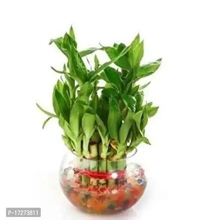 Real Nature 2 Layer lucky Bamboo Plant In Beautiful Glass Bowl With Coloured Jelly Balls