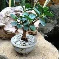 Oxygreenplant Ficus Bonsai (Hybrid, Pack of 1)-thumb1