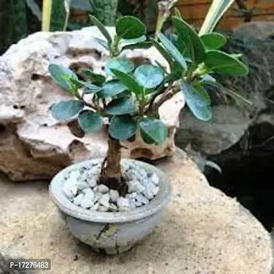 Oxygreenplant Ficus Bonsai (Hybrid, Pack of 1)-thumb2