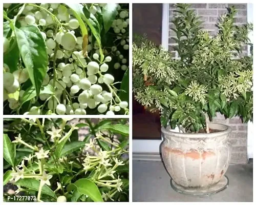 Oxygreenplant Raat ki Rani flower plant (Hybrid, Pack of 1)