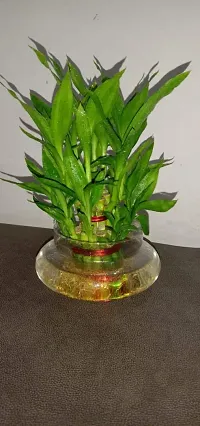 Real Nature 2 layer lucky bamboo plant with round glass bowl and colored jelly balls-thumb4