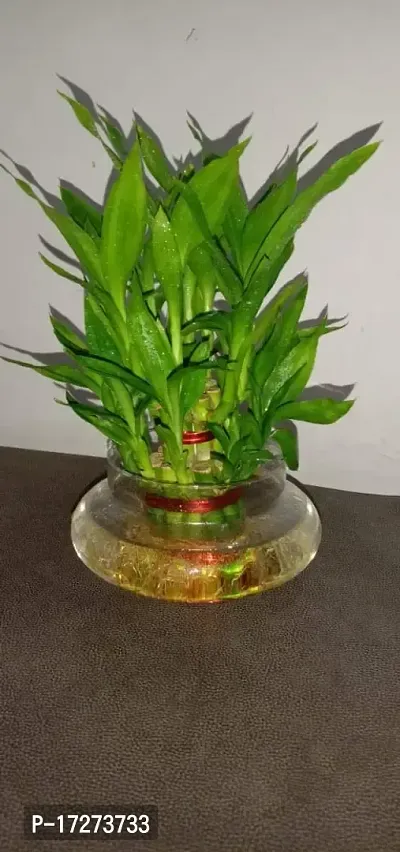 Real Nature 2 layer lucky bamboo plant with round glass bowl and colored jelly balls-thumb5