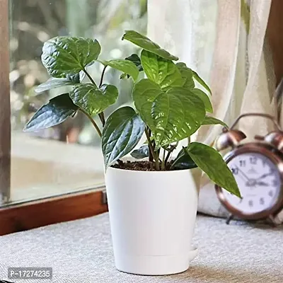 Earth and Plants Nursery Betel Leaf/Piper Betel 2 Healthy Lucky Live Plants in Natural Coir Pot