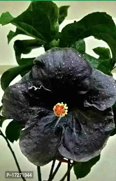 The Entacloo Entacloo_Hibiscus Plantlive Hybrid Black Hibiscus Plant/Lp_Hibi_1 Hibiscus-thumb0