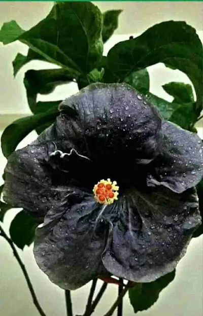 The Entacloo Entacloo_Hibiscus Plantlive Hybrid Black Hibiscus Plant/Lp_Hibi_1 Hibiscus