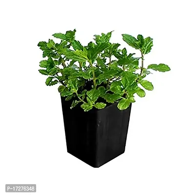 MS GREEN NURSERY pudina plant-thumb0