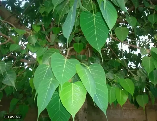 MS GREEN NURSERYAshvattha /ashottho/ficis/bonsai plant