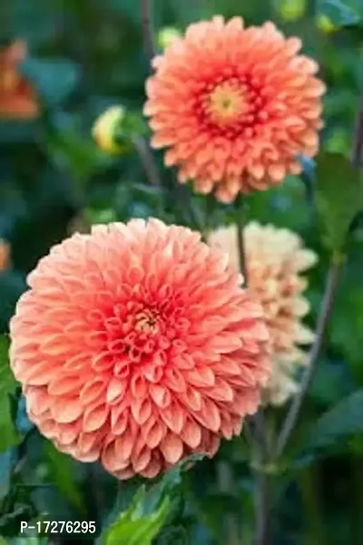 MS GREEN NURSERY DAHLIA PLANT FLOWER-thumb0