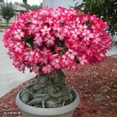 Bee Green Air Layered Adenium /Desert Roses Live Flower Plant-thumb0