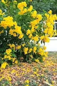 Oxygreenplant Tecoma(Yellow Bells) Plant (Hybrid, Pack of 1)-thumb2