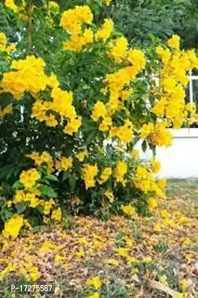 Oxygreenplant Tecoma(Yellow Bells) Plant (Hybrid, Pack of 1)-thumb3