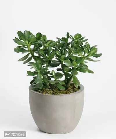 Bee Green Lucky Plant Jade Plant Crassula ovata, Indoor Green Live Table Plant