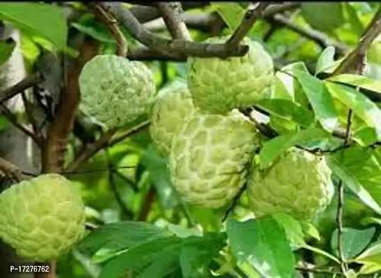 MS GREEN NURSERY Sugar-apple/ custard apple live plant p-thumb0