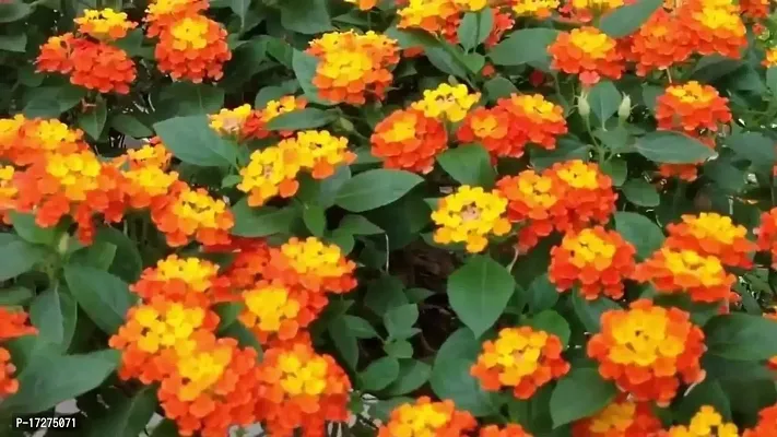 MS GREEN NURSERY Lantana camara LIVE PLANT 5L