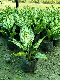 Oxygreenplant Aglaonema Plant(Hybrid, Pack of 1)-thumb3