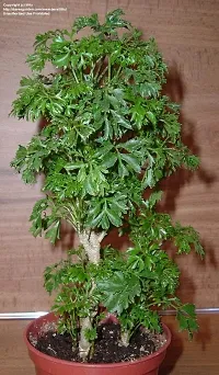 Platone's Araliya Live Natural Plant - 1 Healthy Live Plant-thumb2