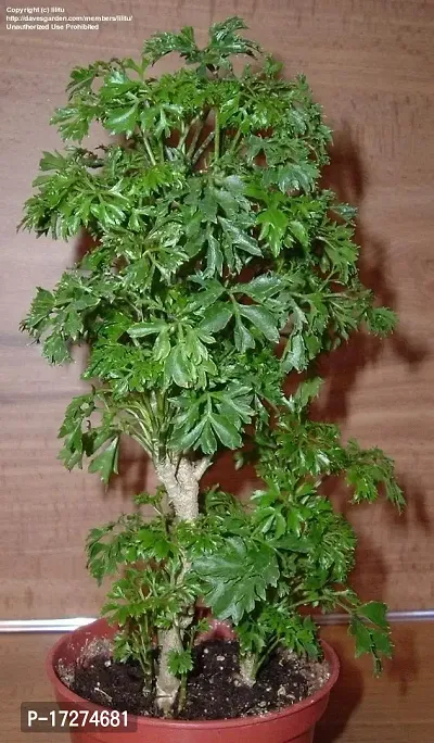 Platone's Araliya Live Natural Plant - 1 Healthy Live Plant-thumb3