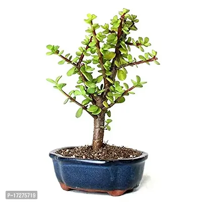 Bee Green Live Indoor Jade Plant For Home Indoor in Plastic Pot-thumb0