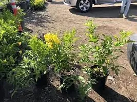 Oxygreenplant Tecoma(Yellow Bells) Plant (Hybrid, Pack of 1)-thumb3