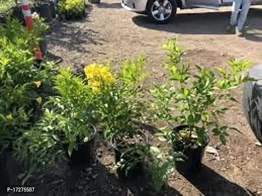 Oxygreenplant Tecoma(Yellow Bells) Plant (Hybrid, Pack of 1)-thumb4