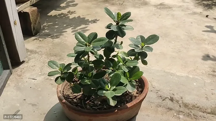 Oxygreenplant Ficus Bonsai (Hybrid, Pack of 1)-thumb3