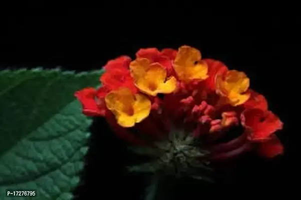 MS GREEN NURSERY Lantana camara LIVE PLANT PP-thumb0