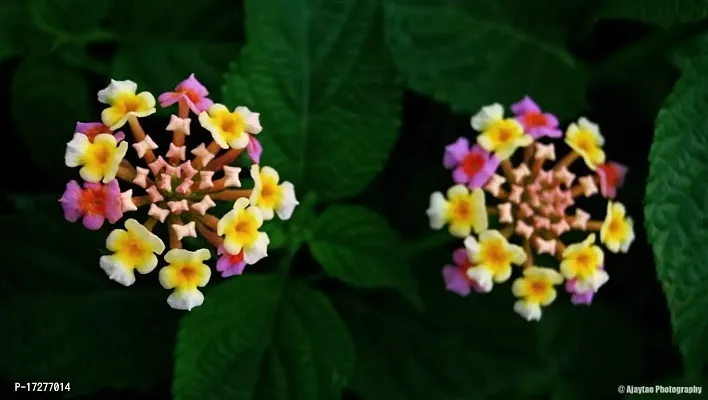 MS GREEN NURSERY Lantana camara LIVE PLANT G-thumb0