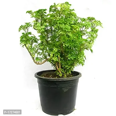 Platone's Araliya Live Natural Plant - 1 Healthy Live Plant