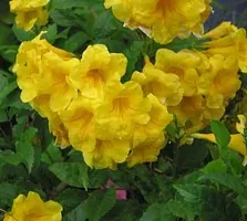 Oxygreenplant Tecoma(Yellow Bells) Plant (Hybrid, Pack of 1)-thumb1