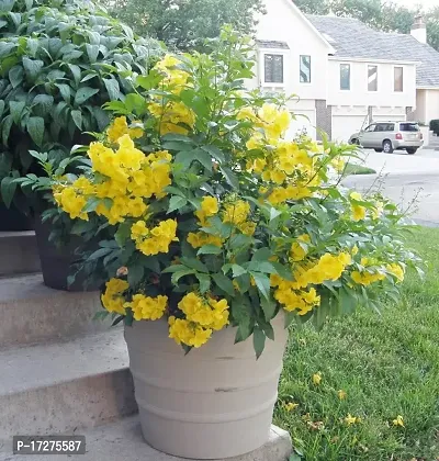 Oxygreenplant Tecoma(Yellow Bells) Plant (Hybrid, Pack of 1)-thumb0