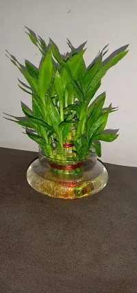 Real Nature 2 layer lucky bamboo plant with round glass bowl and colored jelly balls-thumb1