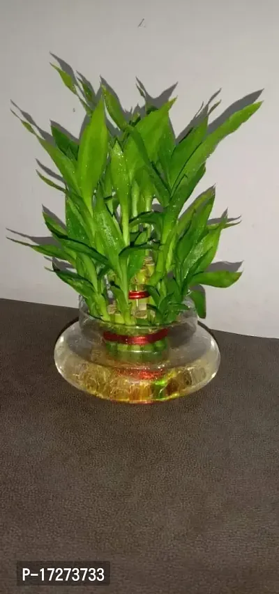 Real Nature 2 layer lucky bamboo plant with round glass bowl and colored jelly balls-thumb2