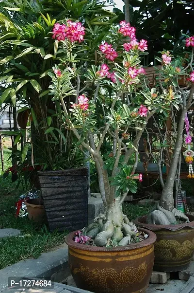 Bee Green Beautiful Adenium Desert Rose Bonsai Plant for office or home-thumb0