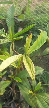 Platone's Dillenia indica Dillenia speciose Elephant Apple Chalta Karmal Chilta Uva Live Plant-thumb3