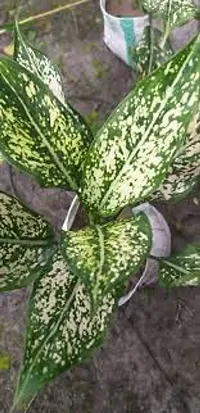 Oxygreenplant Aglaonema Plant(Hybrid, Pack of 1)-thumb1