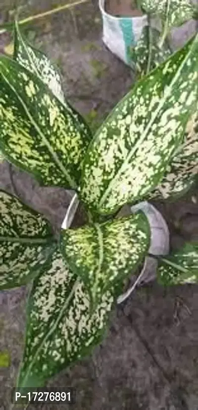 Oxygreenplant Aglaonema Plant(Hybrid, Pack of 1)-thumb2