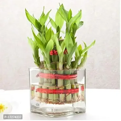 Real nature 2layer lucky bamboo plant in square glass pot-thumb0