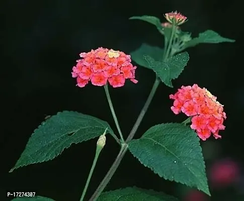 MS GREEN NURSERY Lantana camara LIVE PLANT 01