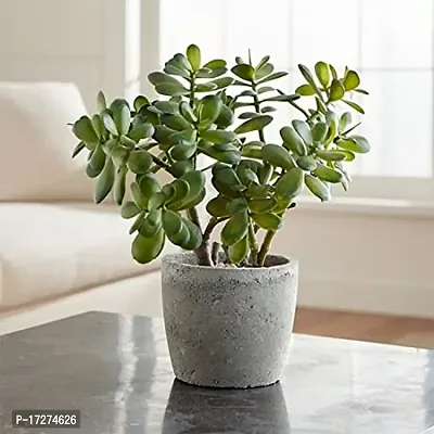 Bee Green Bonsai Jade Plant in Plastic Pot for Home  Office D?cor-thumb0