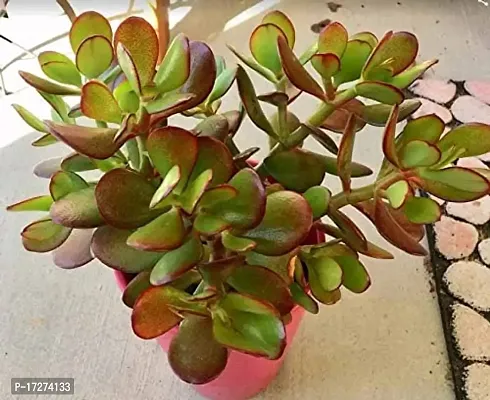 Bee Green Hybrid Live Jade Plant/Crassula Plant |Good Luck Feng Shui| Crassula ovate Plant