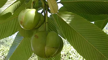 Platone's Dillenia indica Dillenia speciose Elephant Apple Chalta Karmal Chilta Uva Live Plant-thumb1