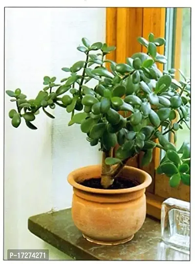 Bee Green Indoor Crassula Plant with Plastic Pot Live Home Plants for Living Room