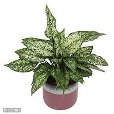 Oxygreenplant Aglaonema Plant(Hybrid, Pack of 1)