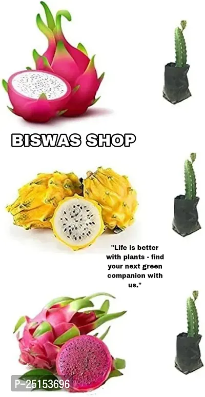 Dragon Fruit (Pack of 3 )Best Quality Dragon Fruit Plant-thumb0