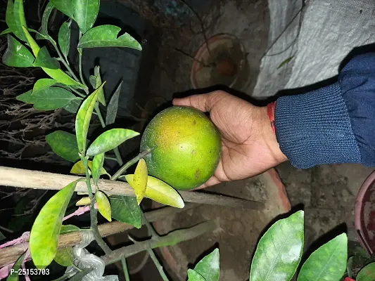 Orange lemon plant(pack of 1)-thumb0