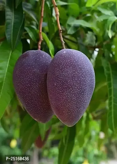 Black stone mango plant(Pack of 1)-thumb0