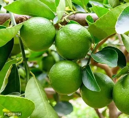 All Time Dasi Pati Lemon Plant(Pack of 1)